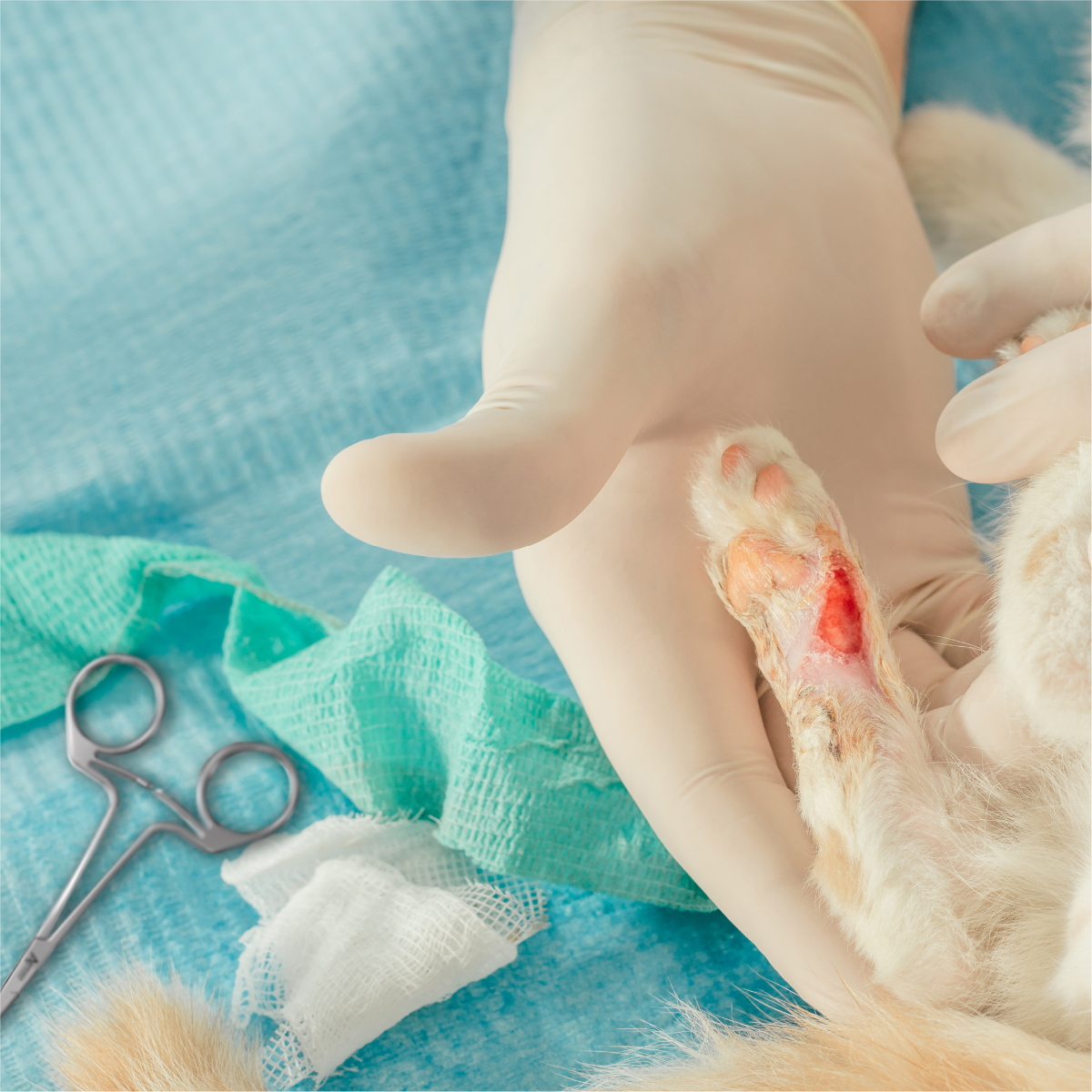 Both right and left-handed veterinarians can use an Ambidex hemostat to help bandage an animal's wound Both right and left-handed veterinarians can use an Ambidex hemostat to help bandage an animal's wound.